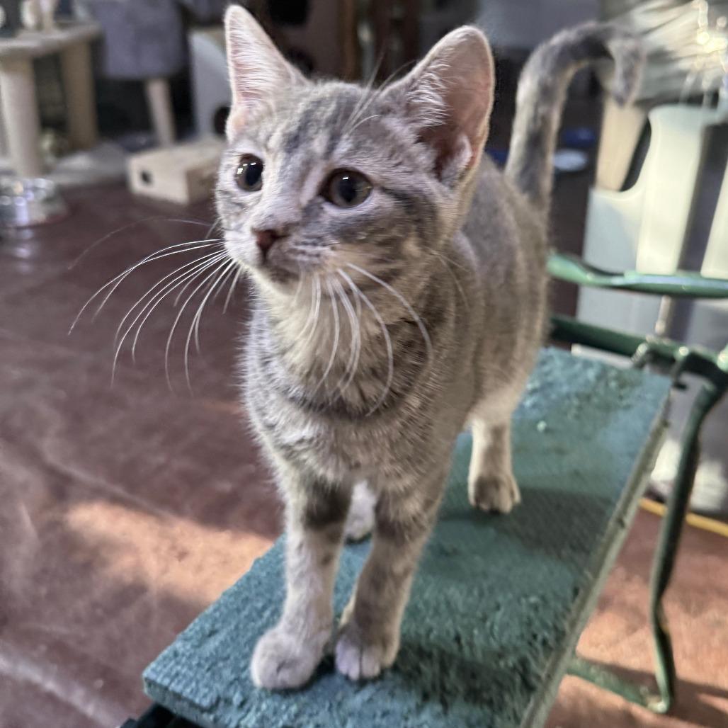 Enlarge Dolly, a Adoptable American Shorthair in Glenelg, MD image 2/4