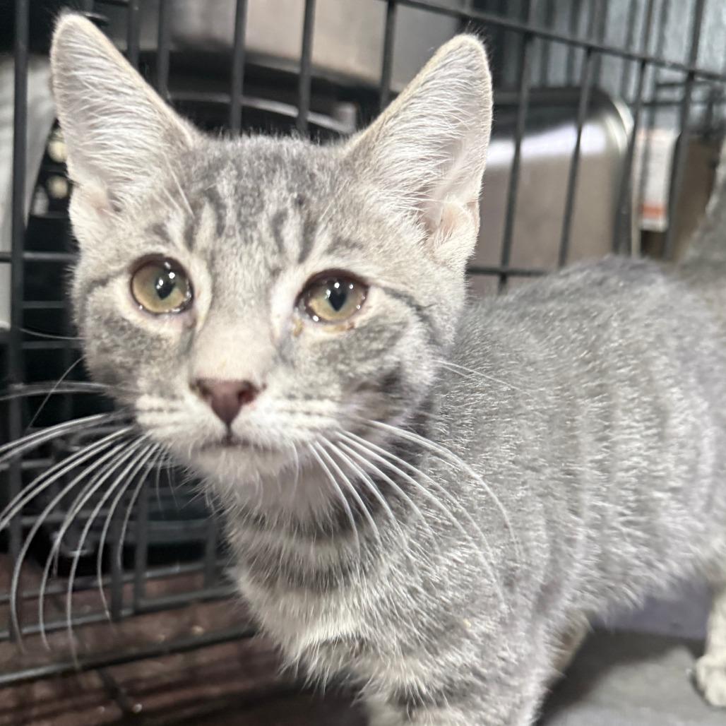 Enlarge Dolly, a Adoptable American Shorthair in Glenelg, MD image 3/4