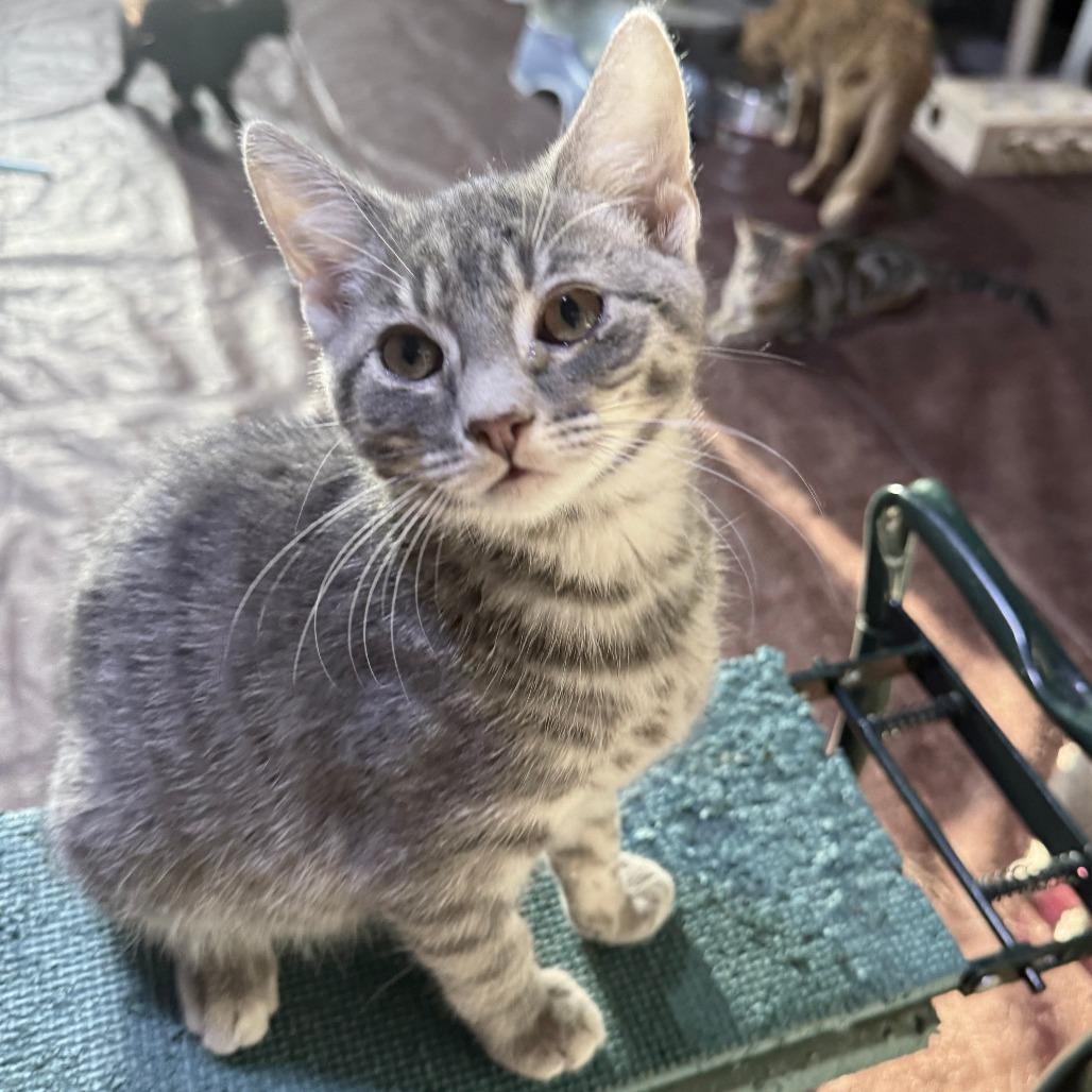 Enlarge Dolly, a Adoptable American Shorthair in Glenelg, MD image 4/4
