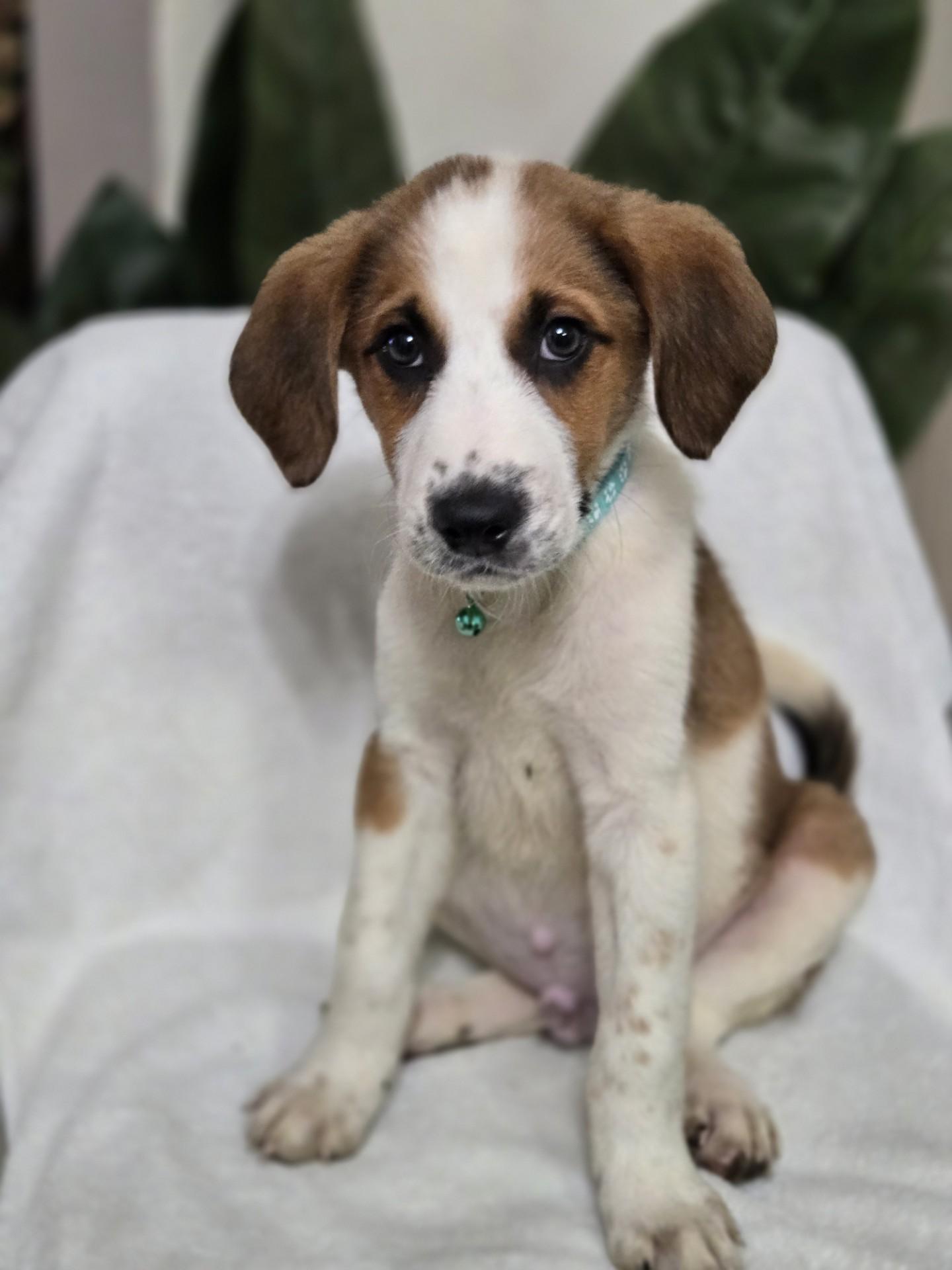 Enlarge Waffle, an adoptable mixed breed in Orlando, FL image 4/6