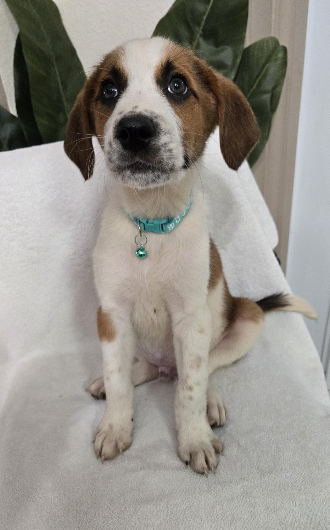 Enlarge Waffle, an adoptable mixed breed in Orlando, FL image 3/6