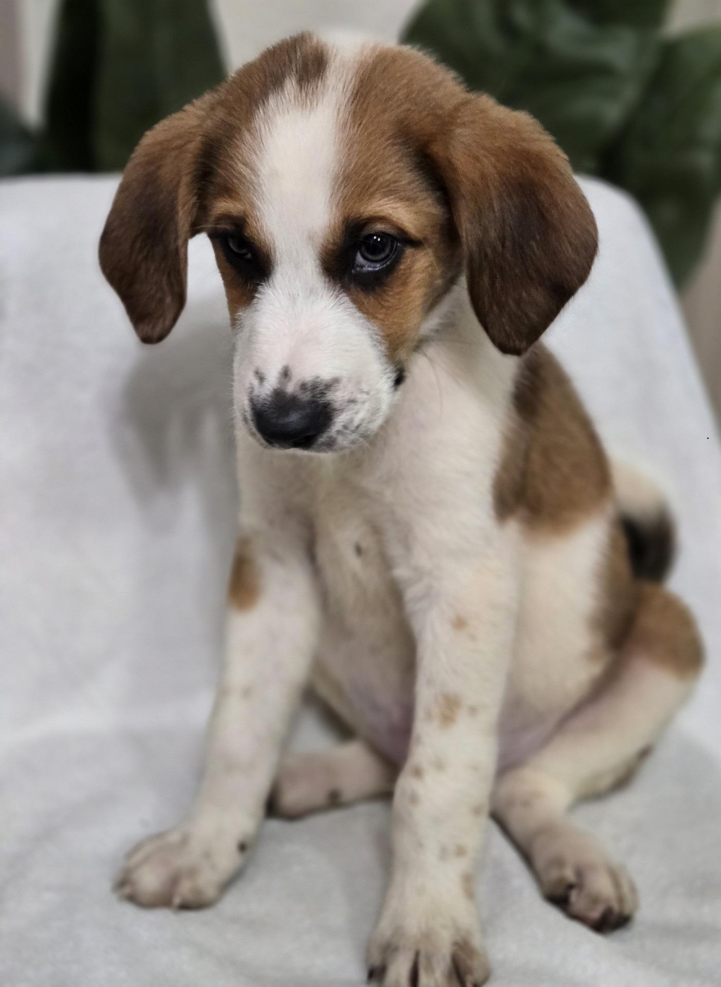Enlarge Waffle, an adoptable mixed breed in Orlando, FL image 5/6