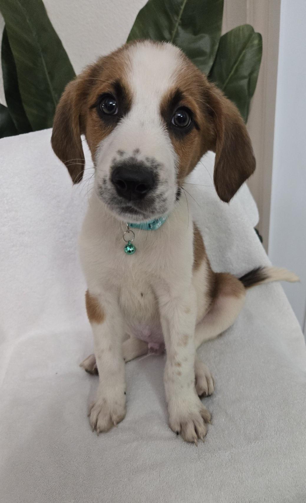 Enlarge Waffle, an adoptable mixed breed in Orlando, FL image 2/6