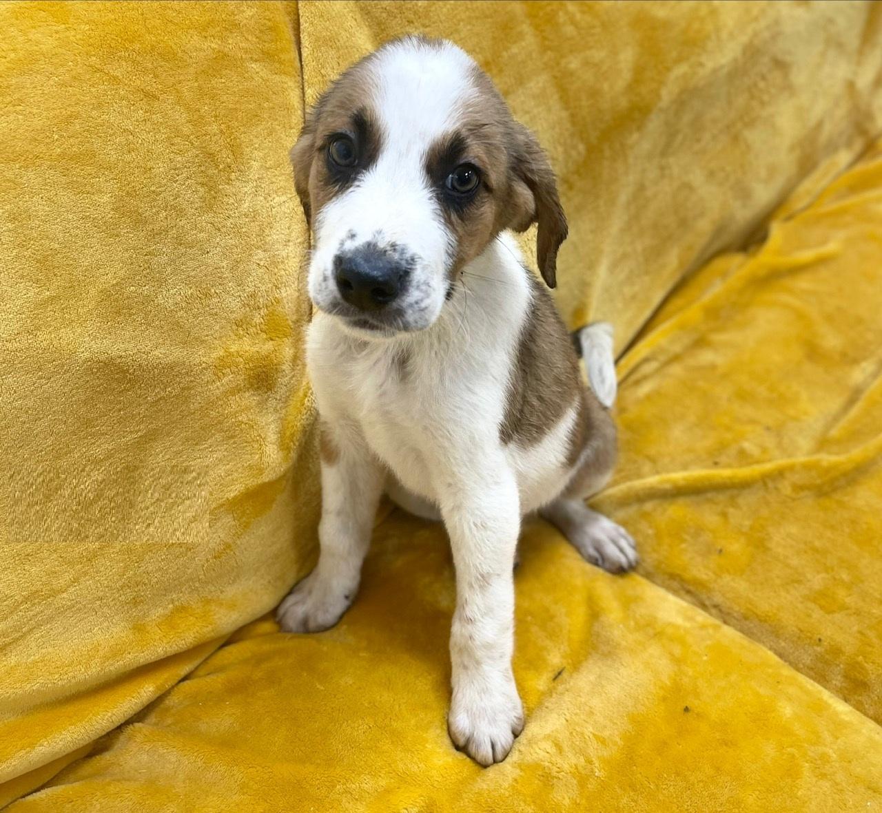 Enlarge Waffle, an adoptable mixed breed in Orlando, FL image 6/6