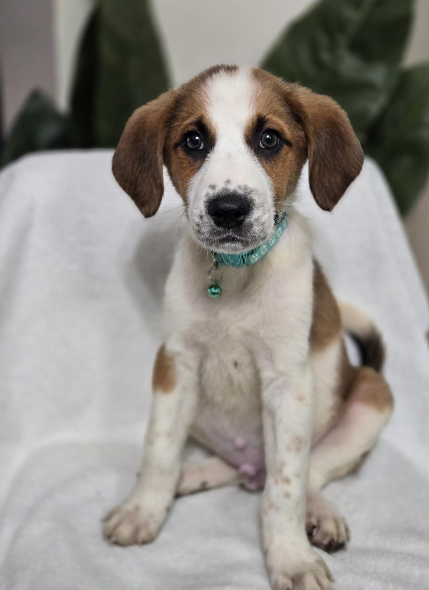 Enlarge Waffle, an adoptable mixed breed in Orlando, FL image 1/6