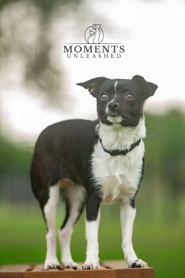 Mocha, an adopted mixed breed in Myakka City, FL image 4/5