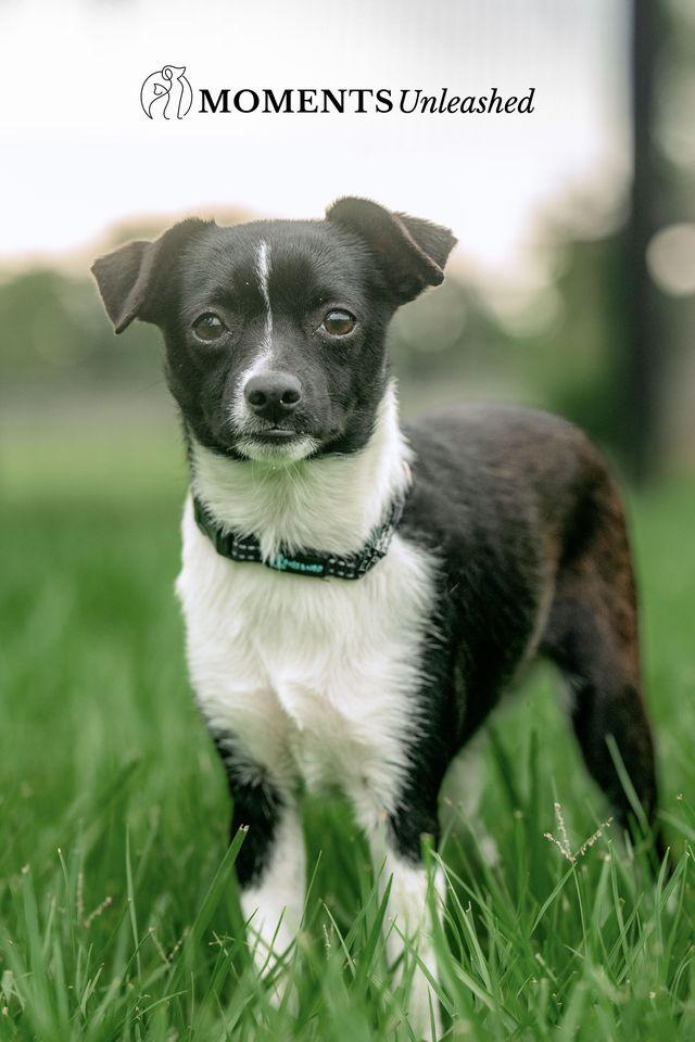 Mocha, an adopted mixed breed in Myakka City, FL image 3/5