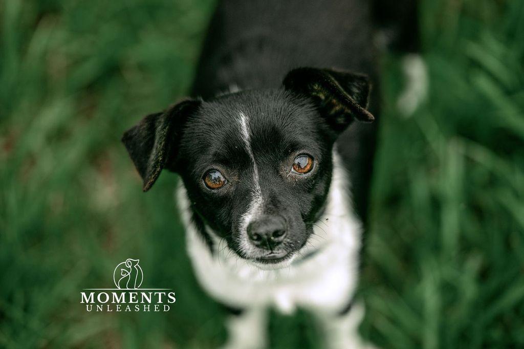 Mocha, an adopted mixed breed in Myakka City, FL image 2/5