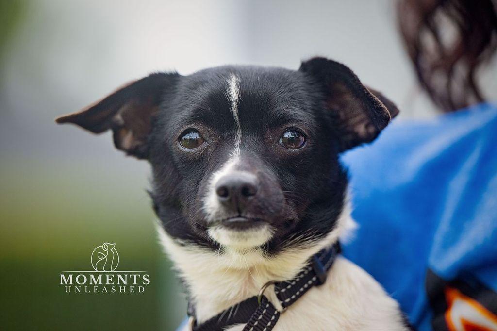 Mocha, an adopted mixed breed in Myakka City, FL image 5/5