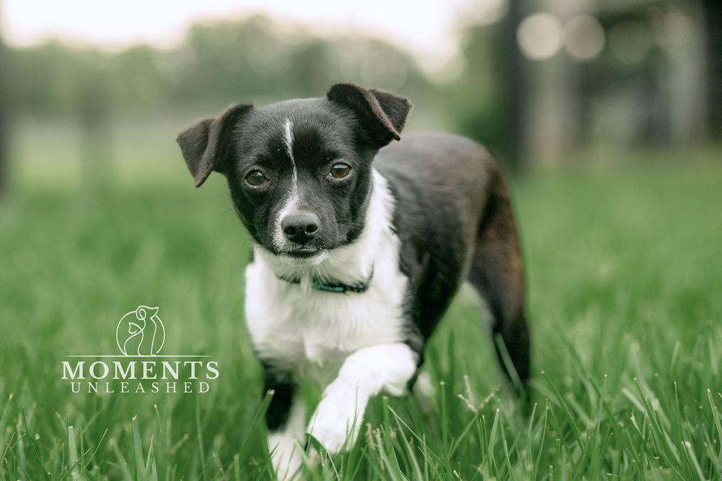 Mocha, an adopted mixed breed in Myakka City, FL image 1/5