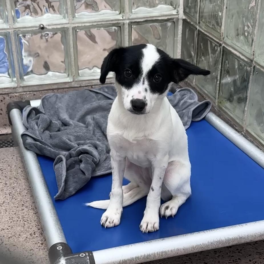 Sally, adopted, Puppy Female Border Collie.