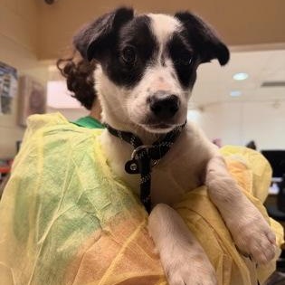 Enlarge Sally, an adopted mixed breed in Philadelphia, PA image 2/2