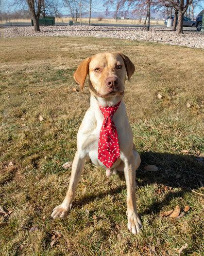 Enlarge Legolas (92228) , a ADOPTABLE mixed breed in Spanish Fork, UT image 1/1