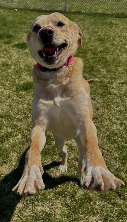 Szeth, Adoptable, Adult Male Mixed Breed & Mixed Breed.