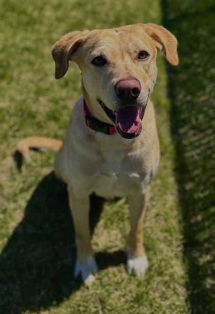 Enlarge Szeth, a Adoptable mixed breed in Missoula, MT image 2/3