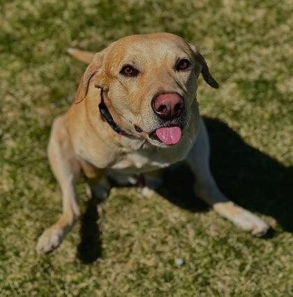 Enlarge Szeth, a Adoptable mixed breed in Missoula, MT image 3/3