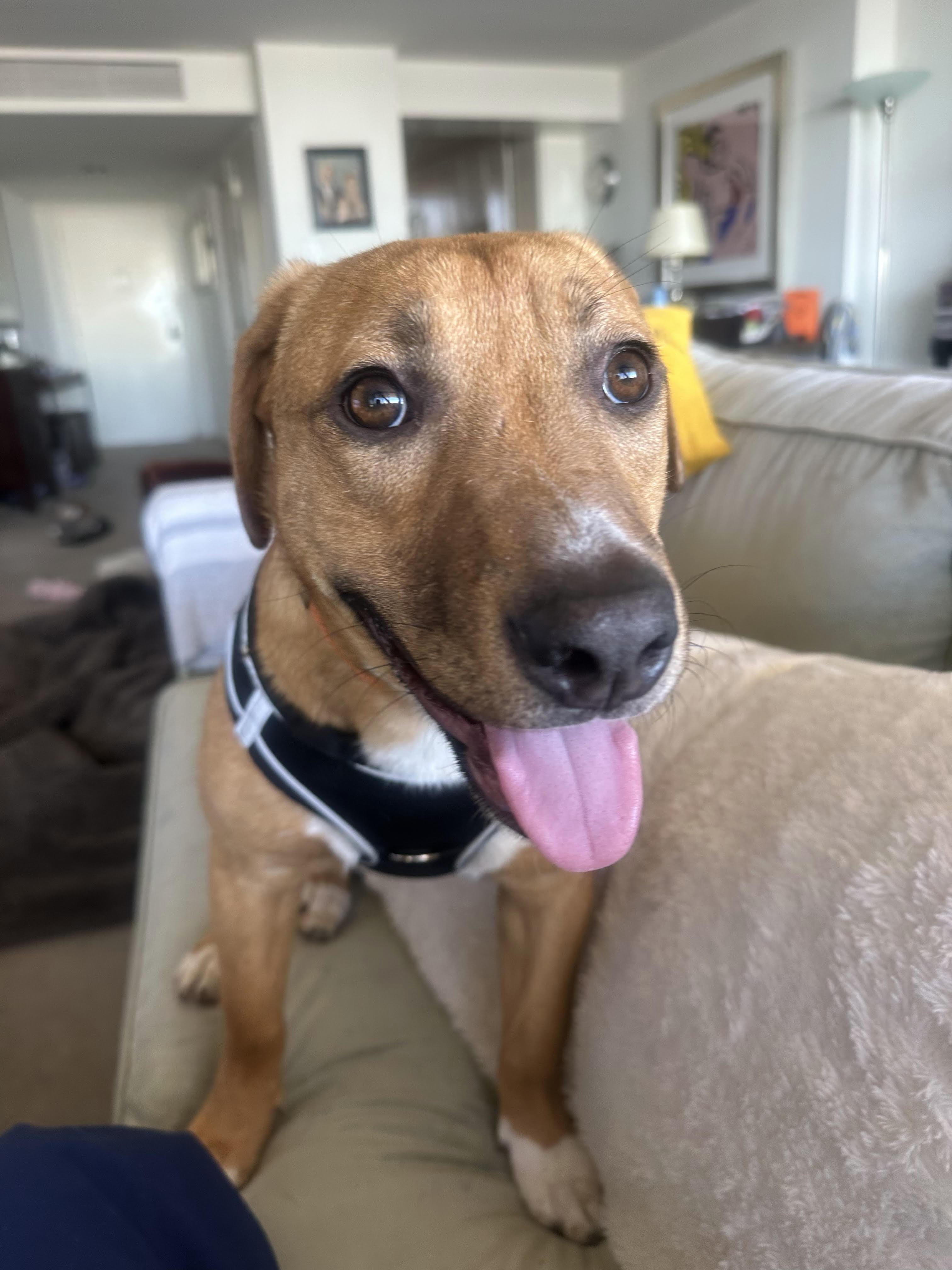 Enlarge Amber, a ADOPTABLE mixed breed in Studio City, CA image 2/3