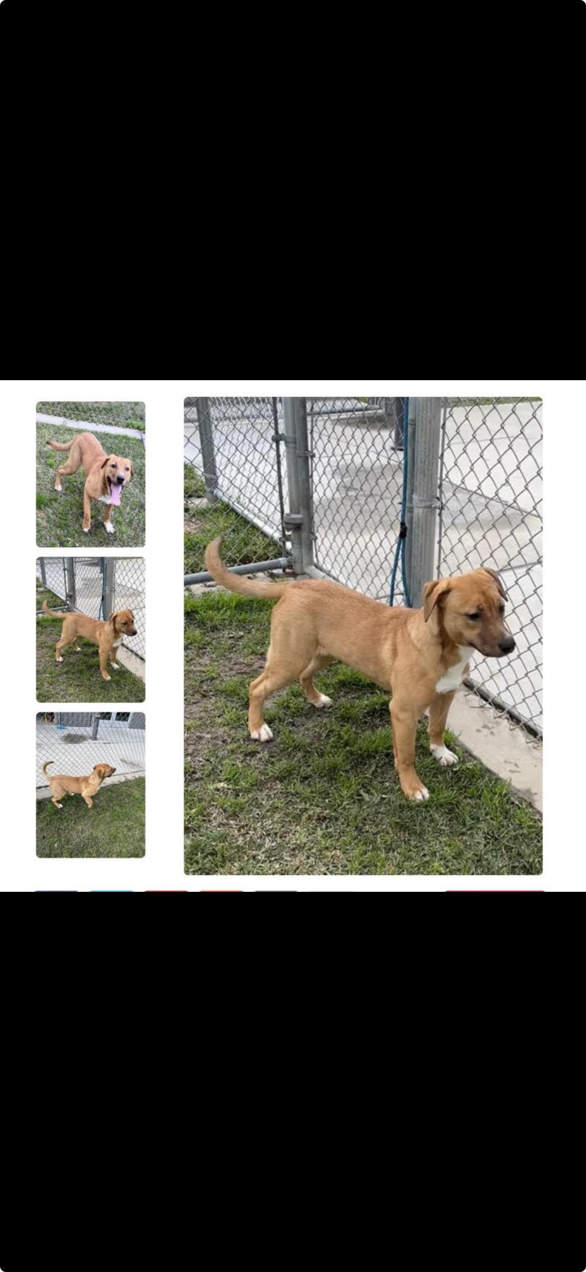 Amber, ADOPTABLE, Young Female Golden Retriever & Labrador Retriever.