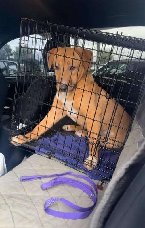 Enlarge Amber, a ADOPTABLE mixed breed in Studio City, CA image 3/3
