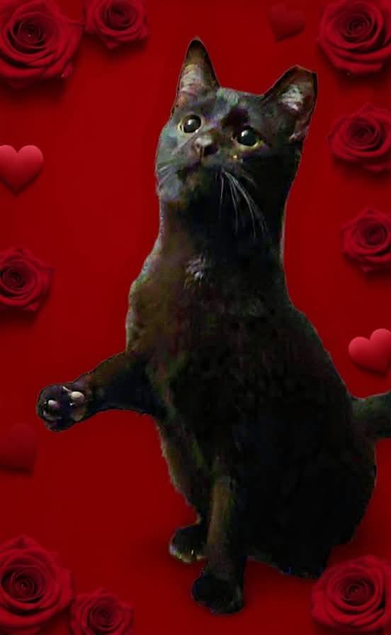 Dubai, Adoptable, Young Female Domestic Short Hair.