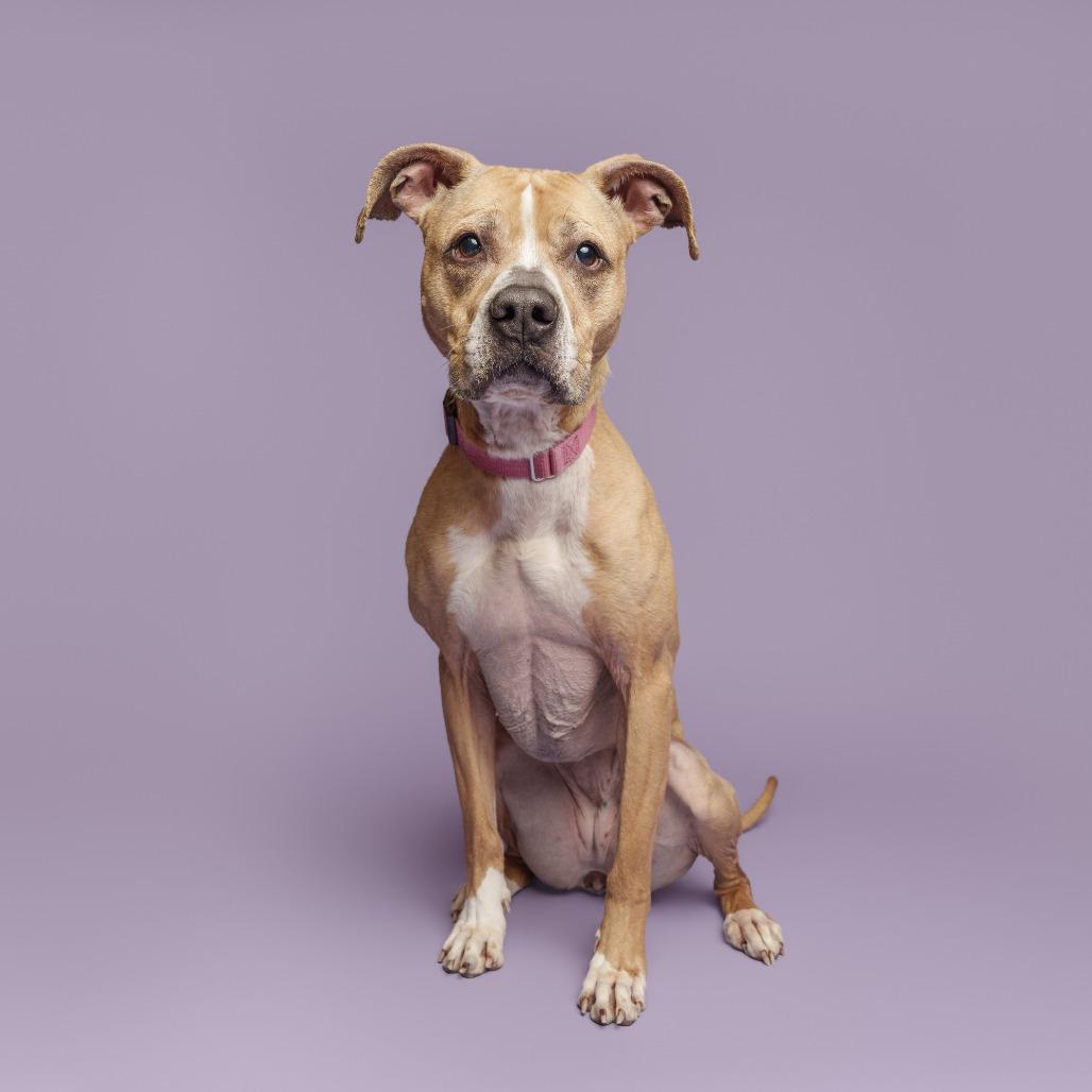 China, Adoptable, Senior Female Mixed Breed.