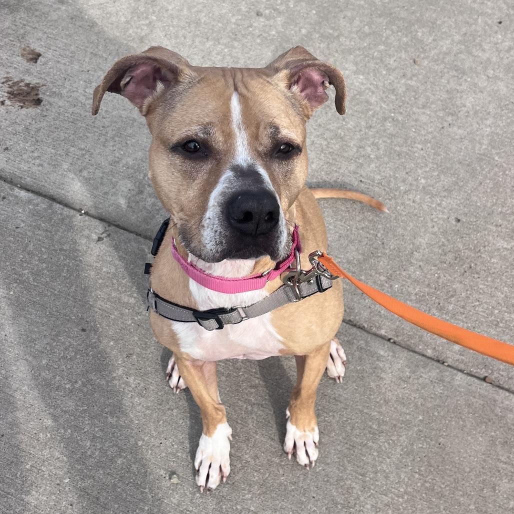 Enlarge China, a Adoptable Mixed Breed in Pittsburgh, PA image 2/6