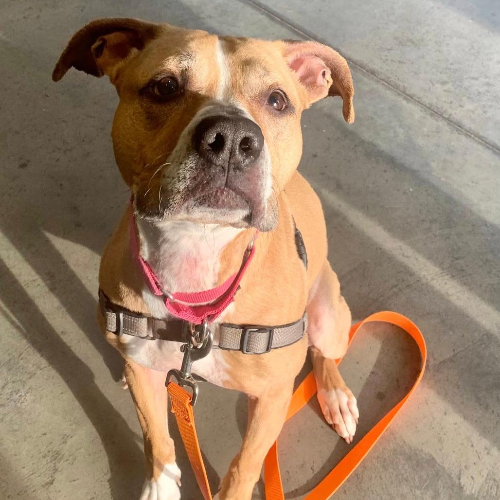 Enlarge China, a Adoptable Mixed Breed in Pittsburgh, PA image 4/6