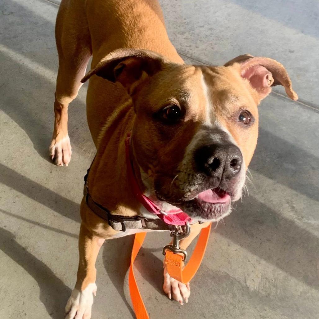 Enlarge China, a Adoptable Mixed Breed in Pittsburgh, PA image 5/6