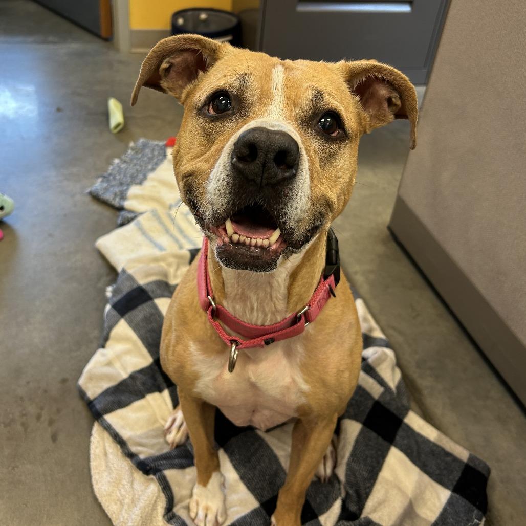 Enlarge China, a Adoptable Mixed Breed in Pittsburgh, PA image 5/6