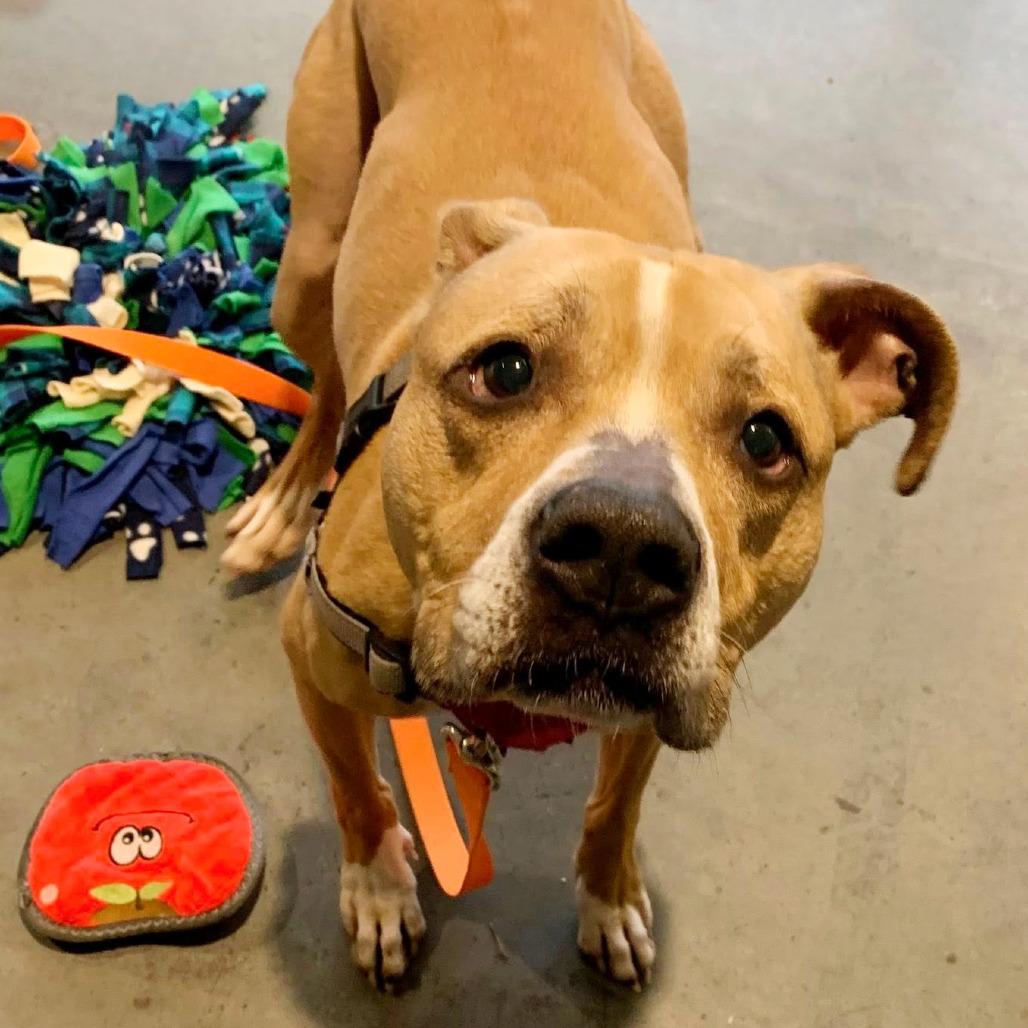 Enlarge China, a Adoptable Mixed Breed in Pittsburgh, PA image 6/6