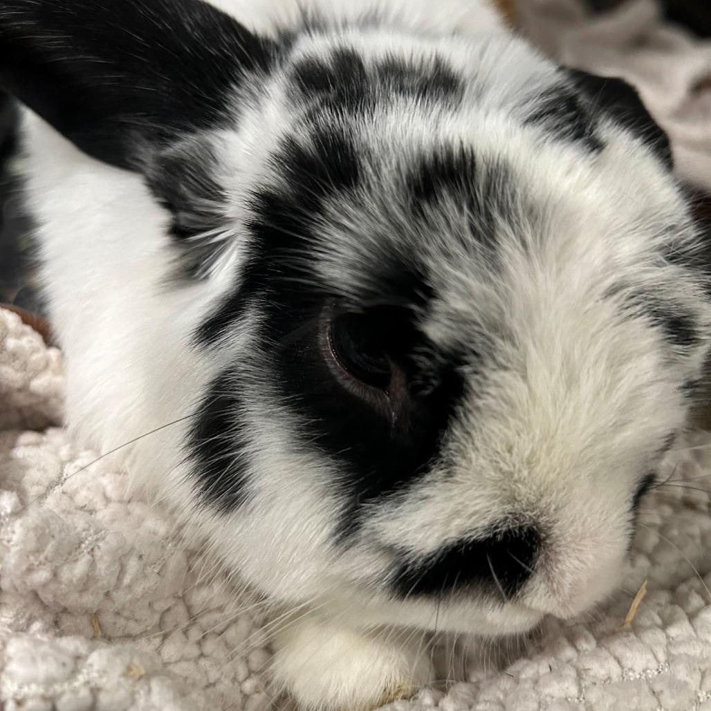 Skip, a Adoptable Holland Lop in Manchester, CT image 1/6
