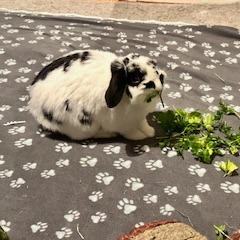 Skip, a Adoptable Holland Lop in Manchester, CT image 2/6