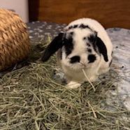 Skip, a Adoptable Holland Lop in Manchester, CT image 3/6