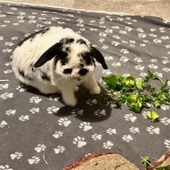 Skip, a Adoptable Holland Lop in Manchester, CT image 4/6