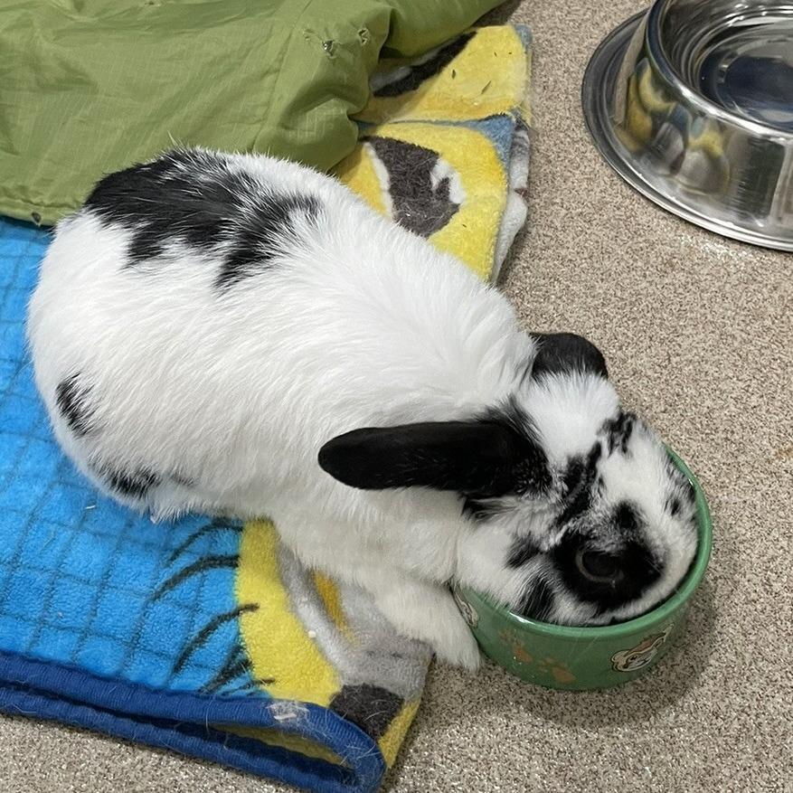 Skip, a Adoptable Holland Lop in Manchester, CT image 5/6