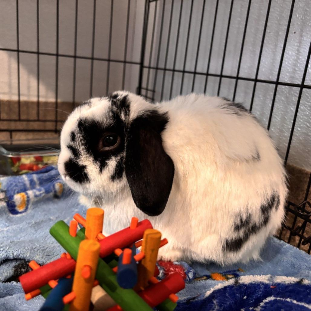 Skip, a Adoptable Holland Lop in Manchester, CT image 6/6