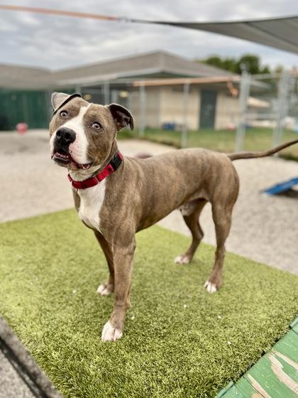 Lennon, a Adoptable mixed breed in Traverse City, MI image 1/3