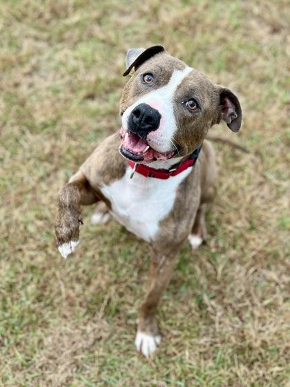 Lennon, a Adoptable mixed breed in Traverse City, MI image 2/3