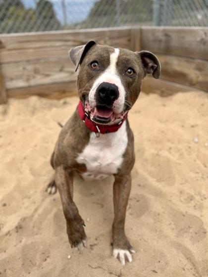 Lennon, a Adoptable mixed breed in Traverse City, MI image 3/3