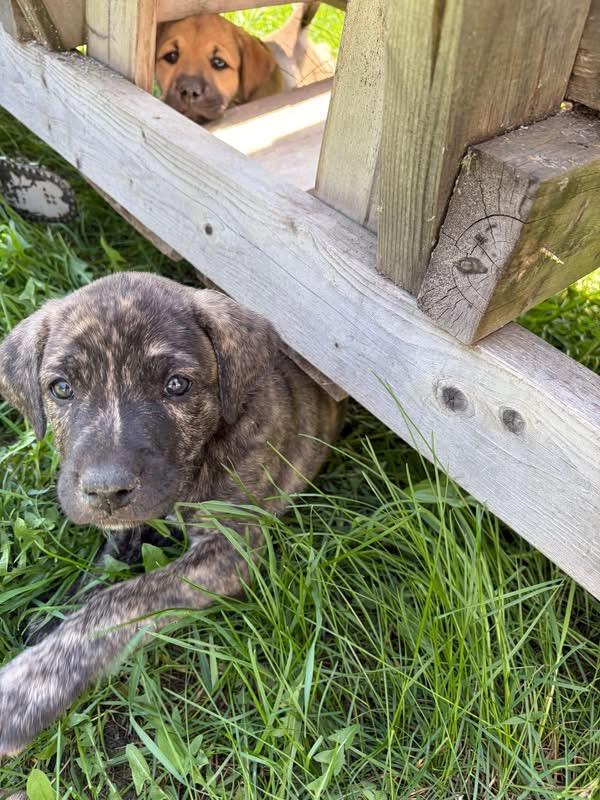 Breeze, a ADOPTABLE mixed breed in Saskatoon, SK image 2/2