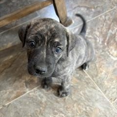 Breeze, a ADOPTABLE mixed breed in Saskatoon, SK image 1/2