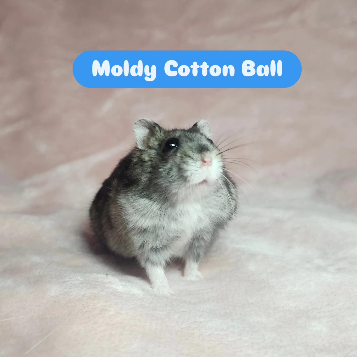 Moldy Cotton Ball, ADOPTABLE, Adult Male Hamster.