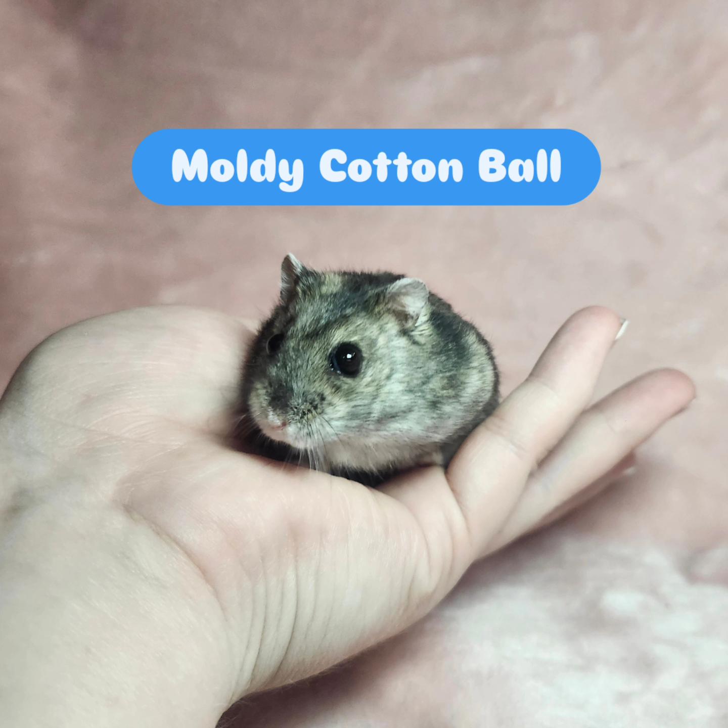 Moldy Cotton Ball, a ADOPTABLE Hamster in West Chester, OH image 2/5