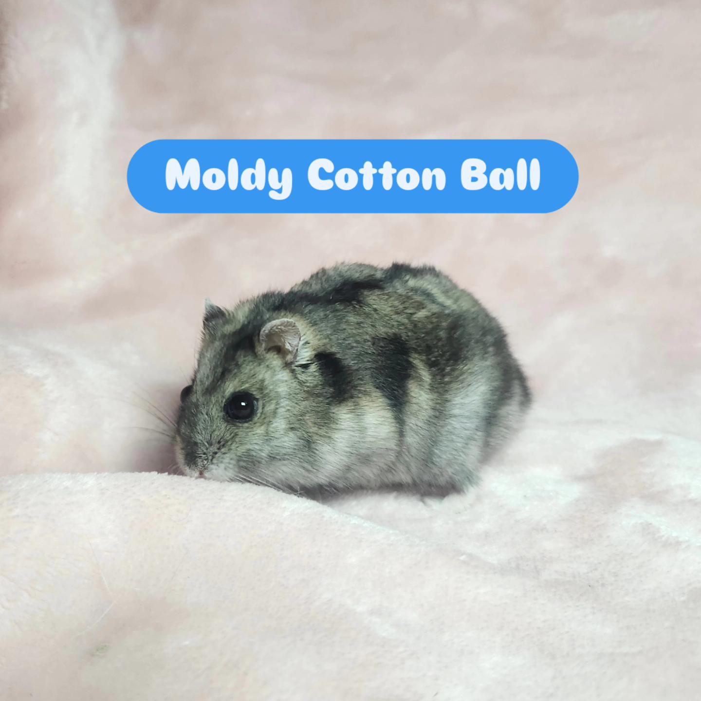 Moldy Cotton Ball, a ADOPTABLE Hamster in West Chester, OH image 3/5
