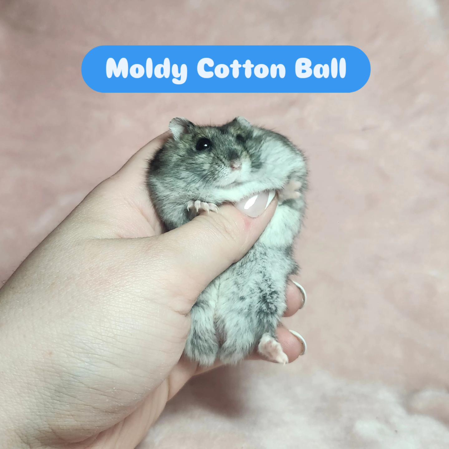 Moldy Cotton Ball, a ADOPTABLE Hamster in West Chester, OH image 5/5