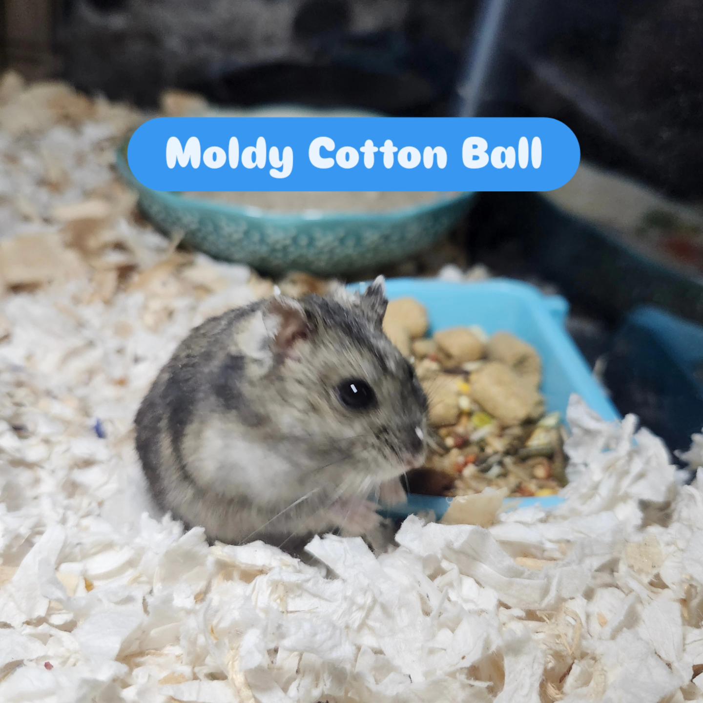Moldy Cotton Ball, a ADOPTABLE Hamster in West Chester, OH image 4/5