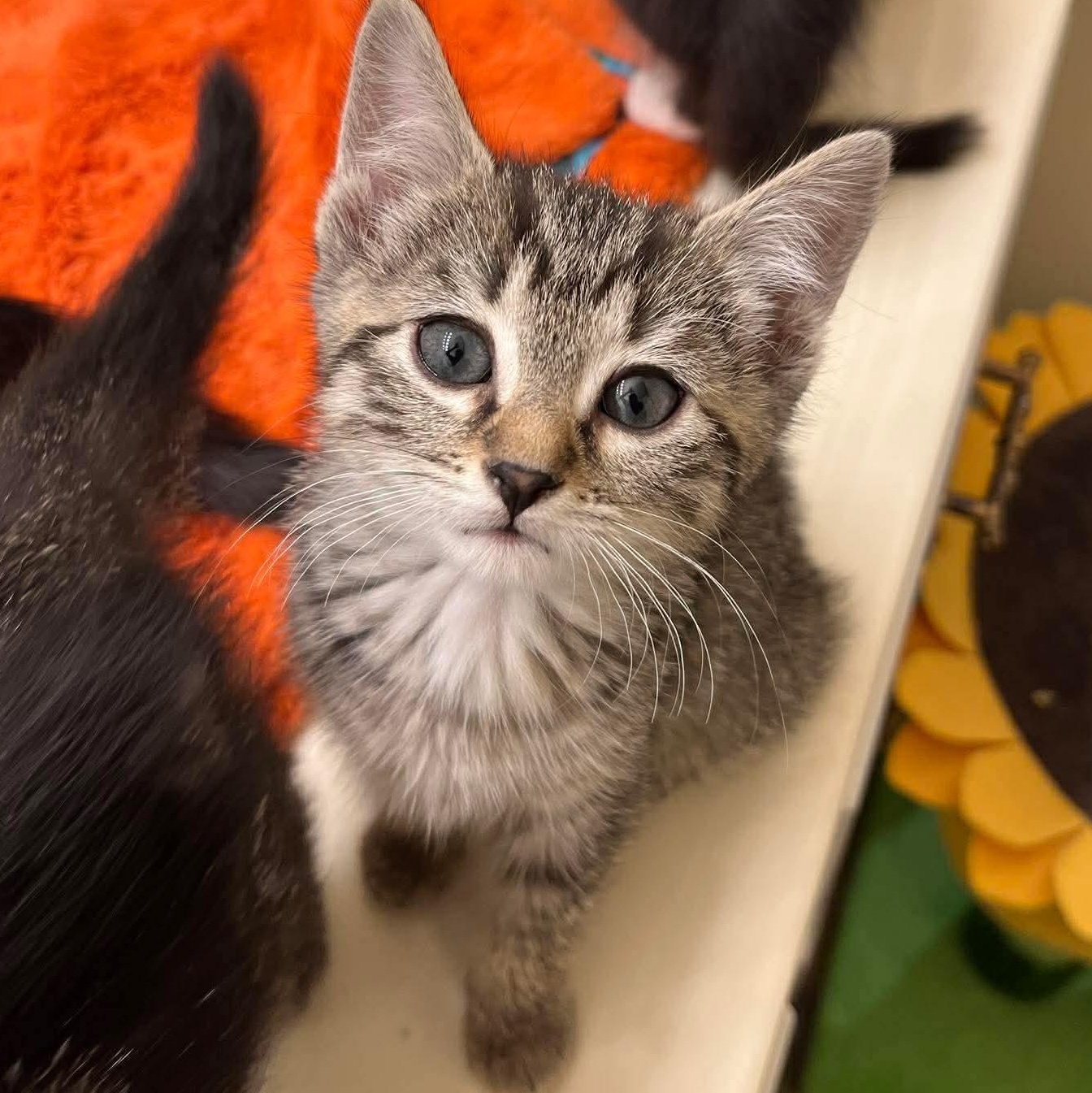 Enlarge Jedi, a ADOPTABLE Domestic Short Hair in Winnipeg, MB image 1/1