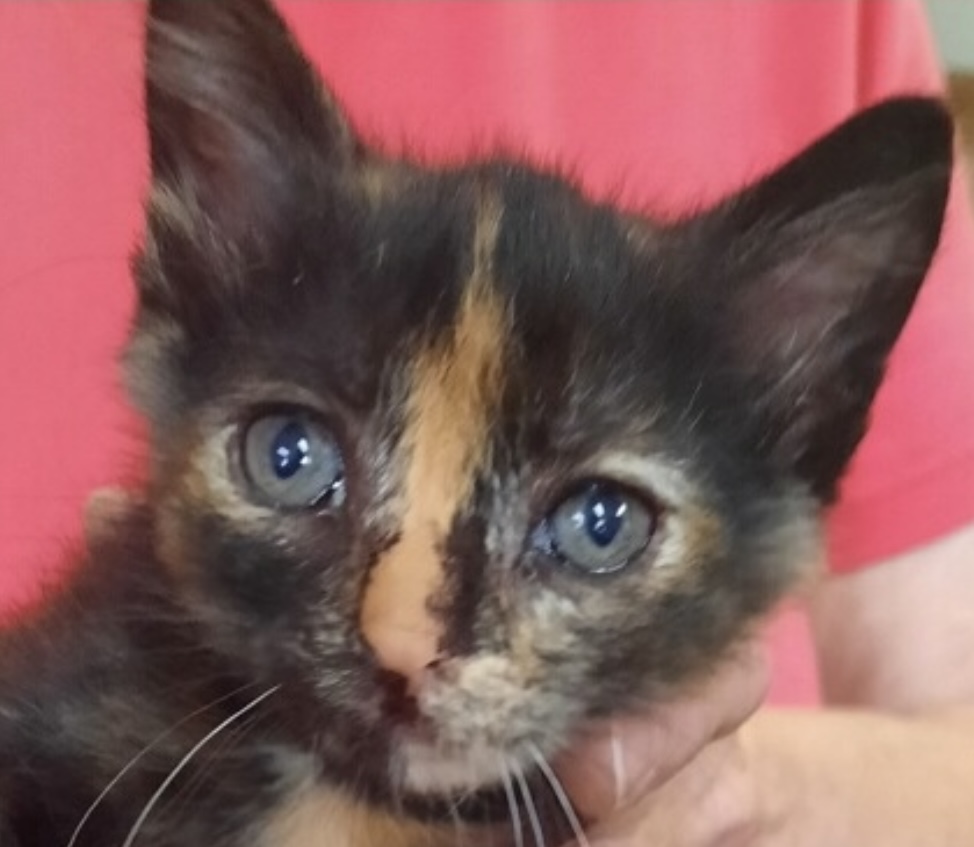 Taylor, a Adoptable Domestic Short Hair in Independence, MO image 4/5