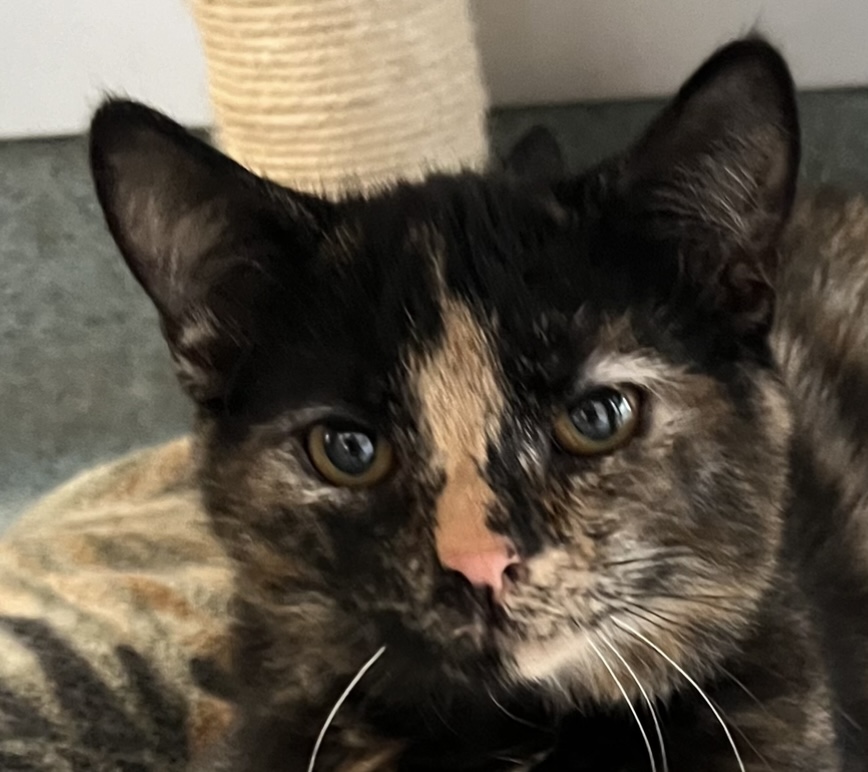 Taylor, a Adoptable Domestic Short Hair in Independence, MO image 1/5