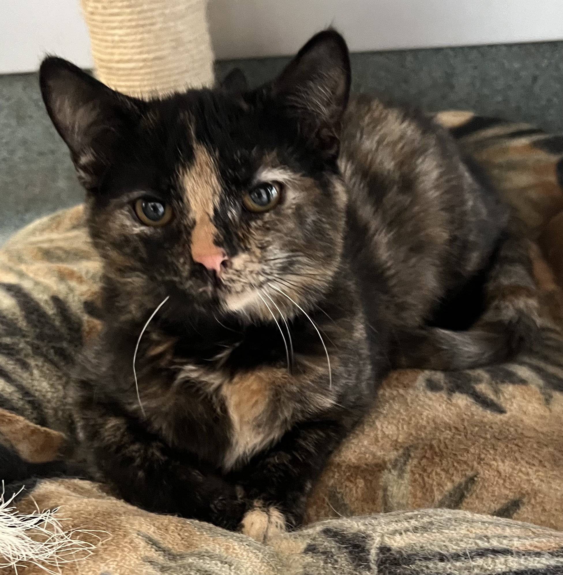 Taylor, a Adoptable Domestic Short Hair in Independence, MO image 2/5